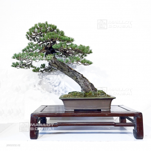 pinus-pentaphylla-ref-20020212