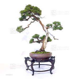 vendu-juniperus-chinensis-itoigawa-ref-20020213