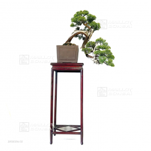 vendu-juniperus-chinensis-itoigawa-ref-20020214