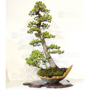 vendu-pinus-pentaphylla-ref-20020215