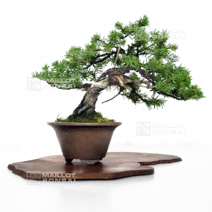 VENDU juniperus rigida ref 23020212