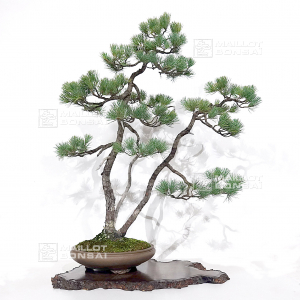 Pinus pentaphylla 25020211