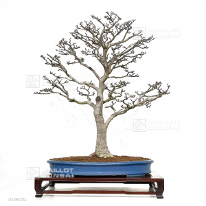 vendu-acer-palmatum-shishigashira-ref-04030214