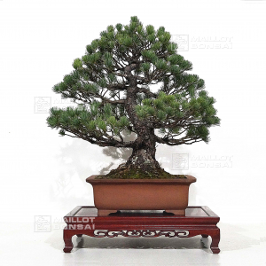 vendu-pinus-pentaphylla-ref-11030217