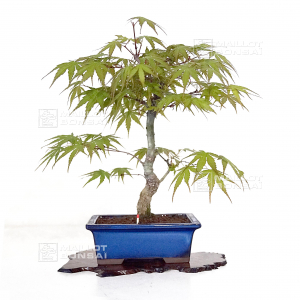 vendu-acer-palmatum-arakawa-ref-06040213