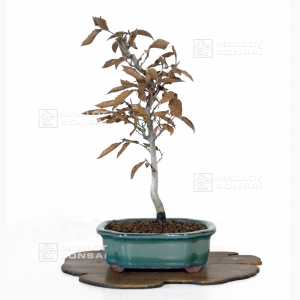 vendu-fagus-crenata-ref-18030213