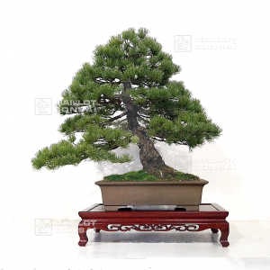 pinus-pentaphylla-ref-26030212