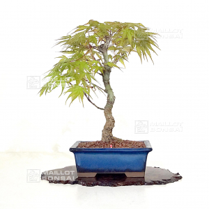 vendu-acer-palmatum-arakawa-ref-06040215