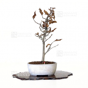 fagus-crenata-ref-06040216