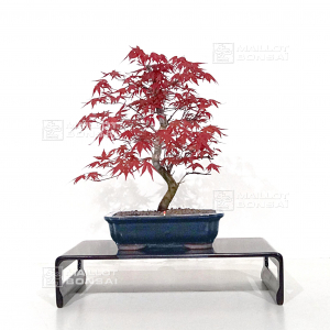 vendu-acer-palmatum-deshojo-ref-060402113