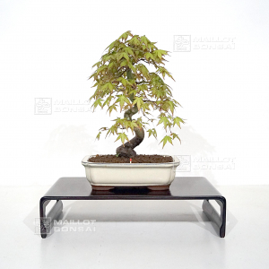 acer-palmatum-ref-060402114