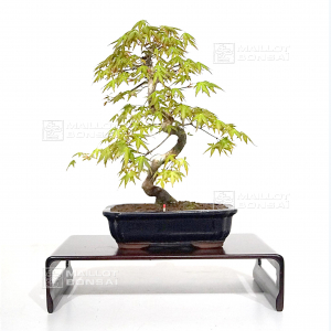 acer-palmatum-ref-060402115