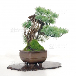 VENDU Pinus pentaphylla  ref : 260302114