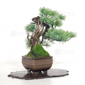 vendu-pinus-pentaphylla-ref-260302114