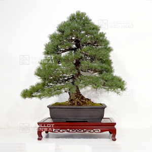 VENDU Pinus pentaphylla ref : 26030211