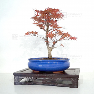 acer-palmatum-seigen-ref-15040213