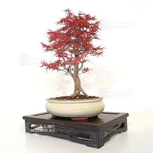 acer-palmatum-seigen-ref-15040214