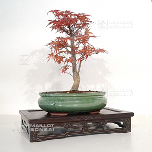 vendu-acer-palmatum-seigen-ref-15040215