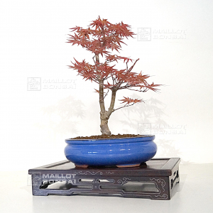 VENDU acer palmatum seigen  ref 15040216