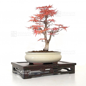 vendu-acer-palmatum-seigen-ref-15040217