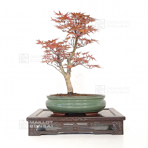 vendu-acer-palmatum-seigen-ref-150402111