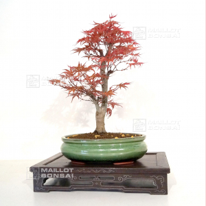 acer-palmatum-seigen-ref-150402114