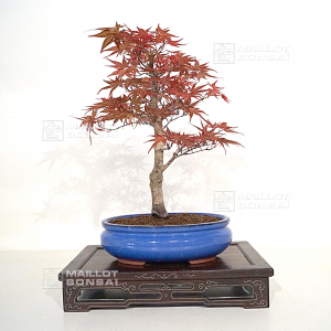 acer-palmatum-seigen-ref-150402115