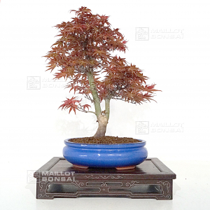 acer-palmatum-seigen-ref-150402123