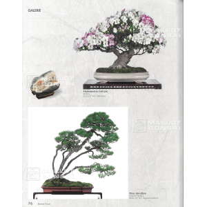 BONSAI FOCUS N° 117