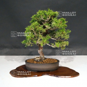 vendu-juniperus-chinensis-itoigawa-ref-060502127
