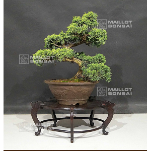 vendu-juniperus-chinensis-itoigawa-12060208