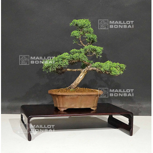 vendu-juniperus-chinensis-itoigawa-12060209