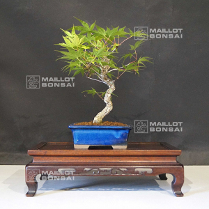 vendu-acer-palmatum-arakawa-27050213