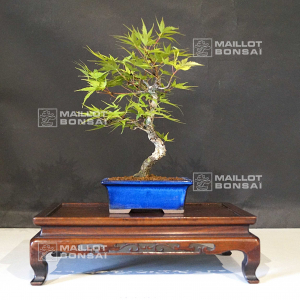 vendu-acer-palmatum-arakawa-27050214