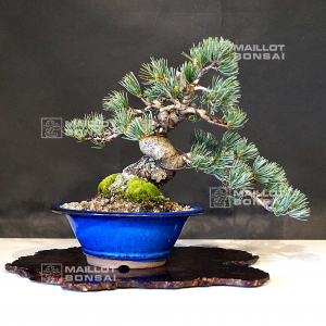 pinus-pentaphylla-270502117