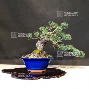 pinus pentaphylla 270502118