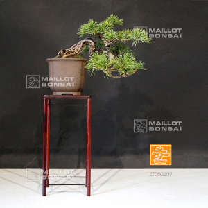 vendu-pinus-pentaphylla-270502119