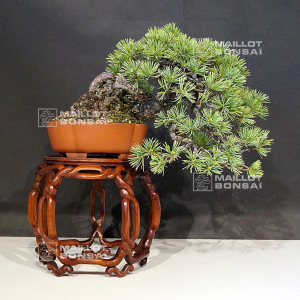 pinus-pentaphylla-270502120