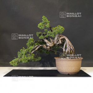 vendu-juniperus-chinensis-270502122
