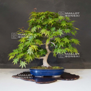 VENDU Acer palmatum ref: 160402111