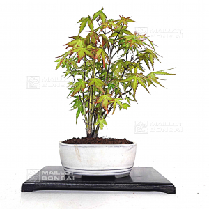 acer-palmatum-foret-ref-16040214