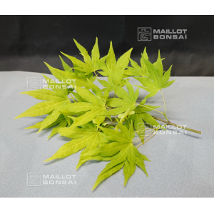 acer-palmatum-cascade-gold