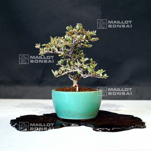 vendu-cotoneaster-microphylla-060502115