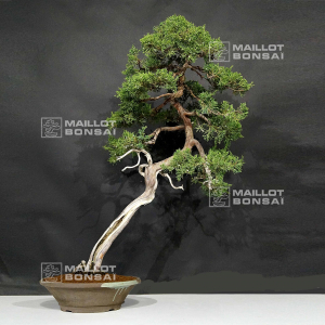 vendu-juniperus-chinensis-itoigawa-ref-19040194