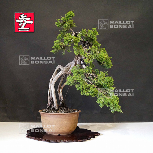 juniperus-chinensis-25060213