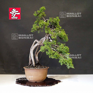 vendu-juniperus-chinensis-25060213