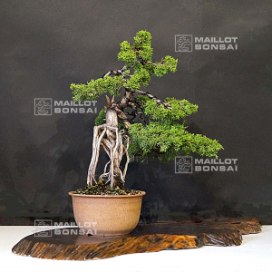 vendu-juniperus-chinensis-25060216