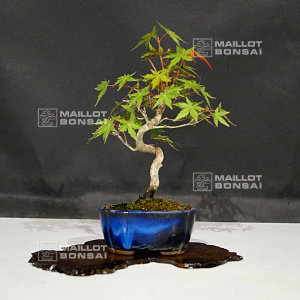 vendu-acer-palmatum-ref-250602111