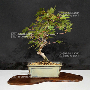 acer-palmatum-ref-250602112