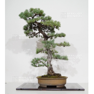 Pinus parviflora ref: 110202124